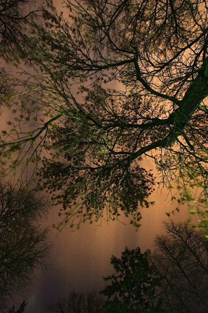 Medžiai Sereikiškių parke naktį, Vilnius